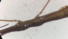 Hydrometra australis