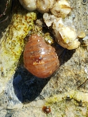 Gnorimosphaeroma oregonense