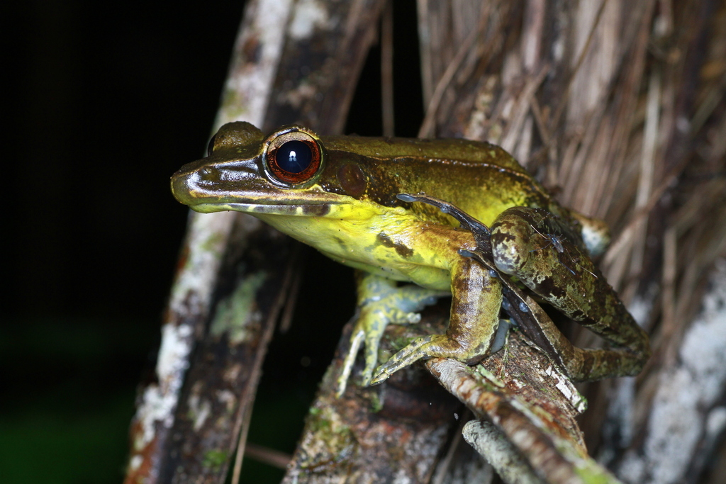 Papurana aurata (Papurana aurata)