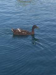 Anas platyrhynchos domesticus