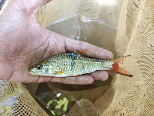 Hampala Barb