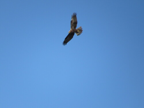 Western Marsh Harrier