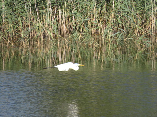 Great Egret