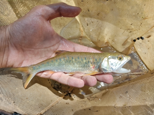 Malayan Trout