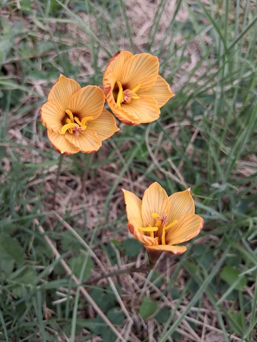 Rio Grande copper lily