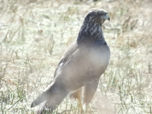 Common Buzzard