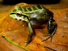Leptodactylus knudseni