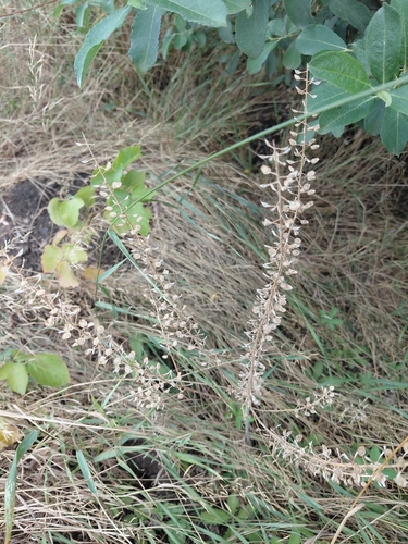field peppergrass