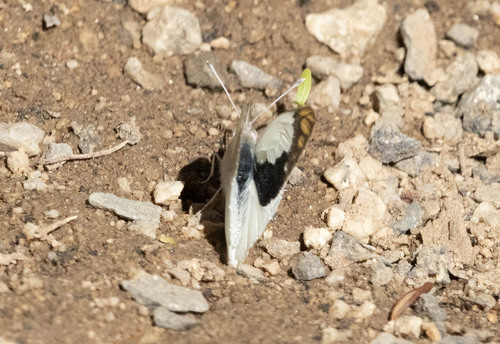 Banded Gold Tip