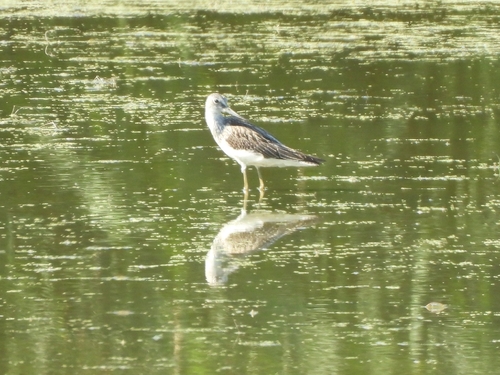 Common Greenshank