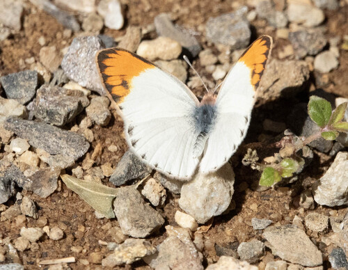 Small Orange Tip