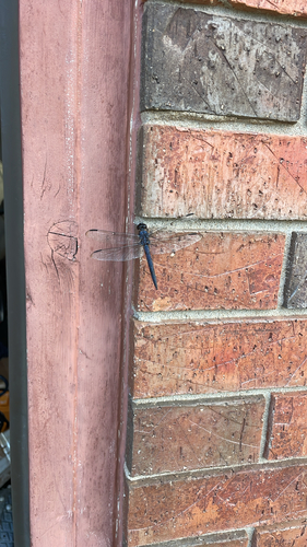 Slaty Skimmer