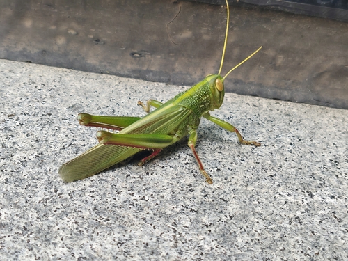 Large Green Grasshopper