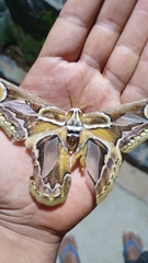 Rothschildia hopfferi