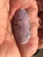 Hiatula nitida
