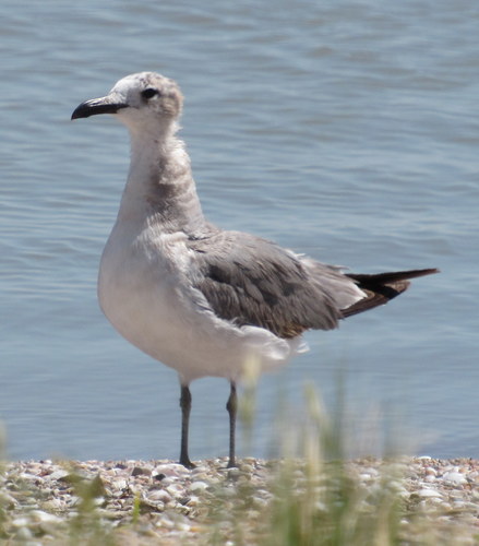 Laughing Gull photographed in Oklahoma