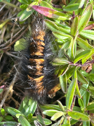 Fox Moth