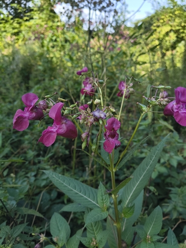 Himalayan balsam