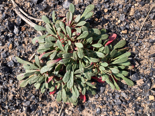 Calyptridium umbellatum, photograph 3