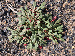 Calyptridium umbellatum, photograph (c) Timon T. K., some rights reserved (CC BY)