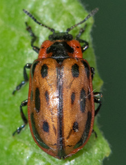Chrysomela confluens