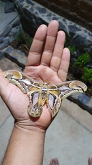 Rothschildia hopfferi