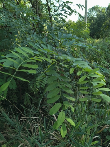 black locust