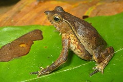 Rhinella proboscidea