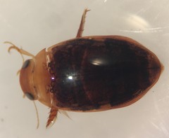 Laccophilus proximus