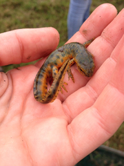 Notophthalmus meridionalis
