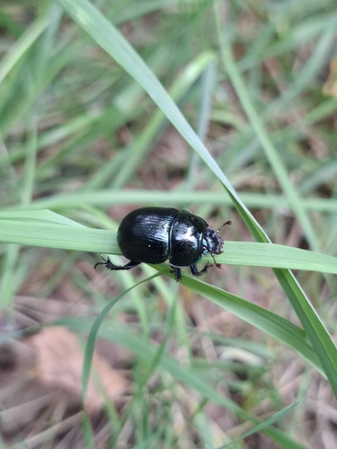 Woodland Dor Beetle