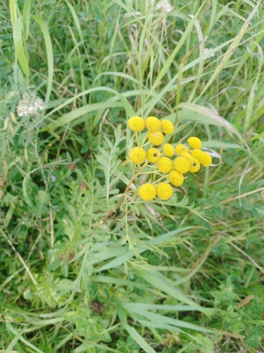 tansy