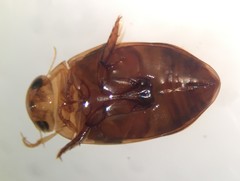 Laccophilus proximus