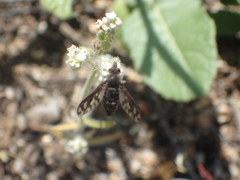 Conophorus fenestratus