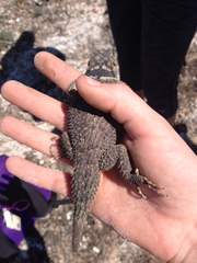 Sceloporus cyanogenys