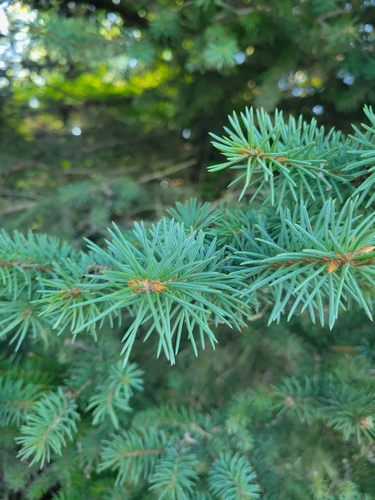 blue spruce