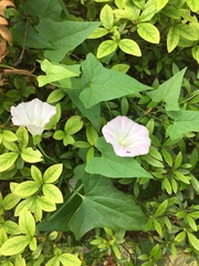 Calystegia hederacea