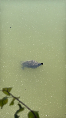 Pond Slider