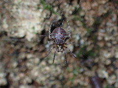 Cryptaranea atrihastula