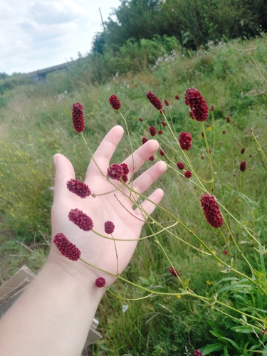 Great burnet
