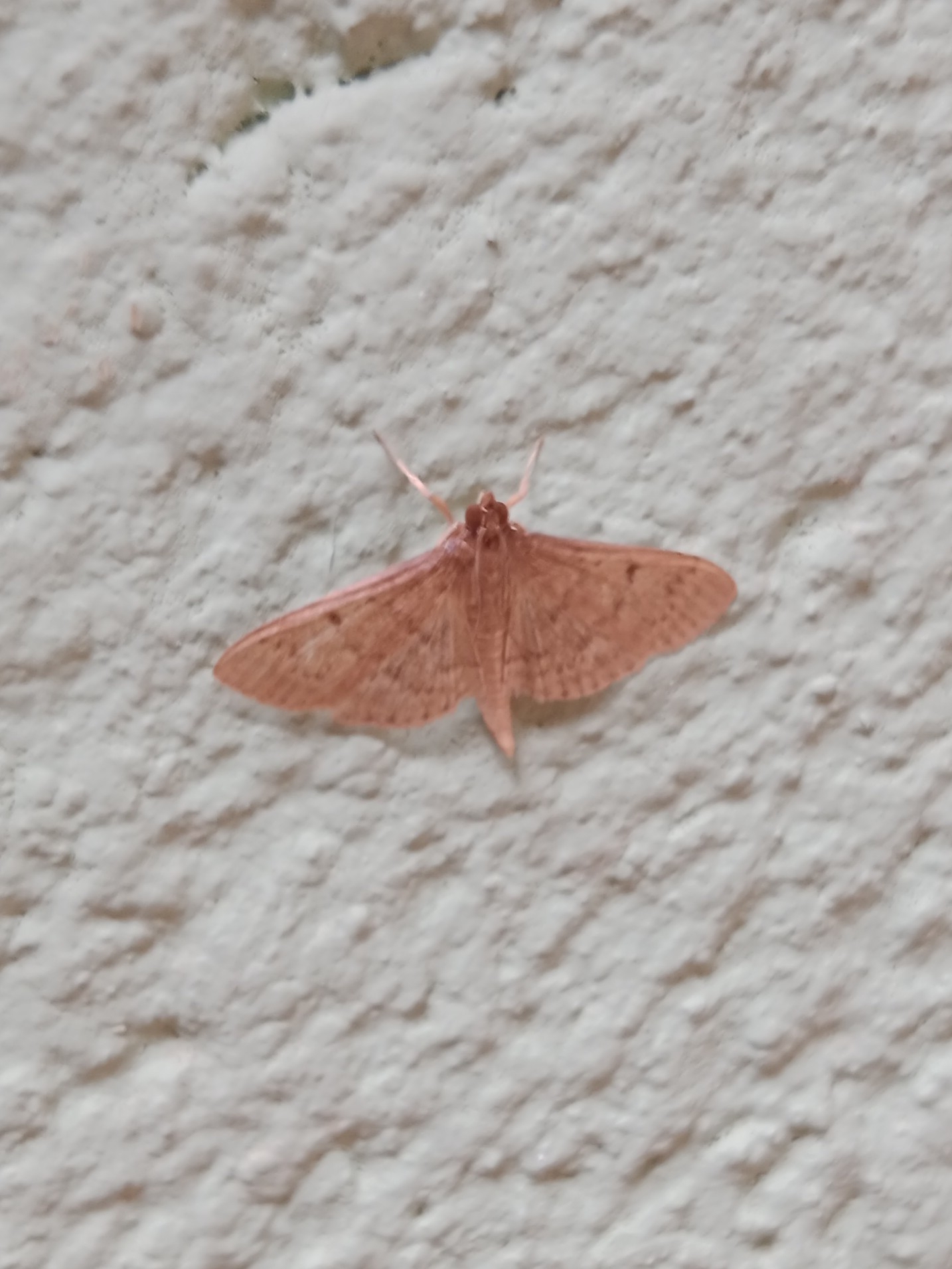 Herpetogramma licarsisalis