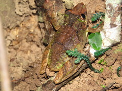 Scinax rostratus