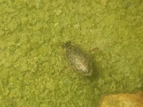 Eretes sticticus