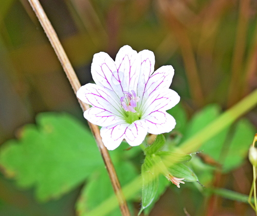 Geranium versicolor, photograph 5