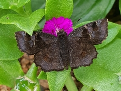 Eretis umbra umbra