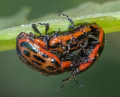 Chrysomela confluens