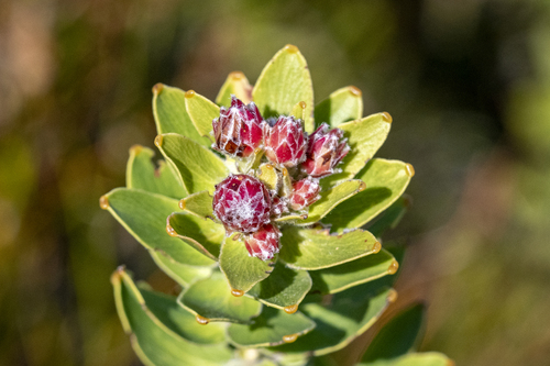 Leucospermum bolusii, photograph 3