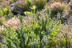 Leucospermum bolusii, photograph (c) magriet b, some rights reserved (CC BY-SA)