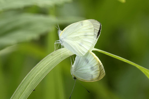 Small White, photo 5 of 9