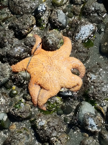Photo of Ochre sea star (Pisaster ochraceus)